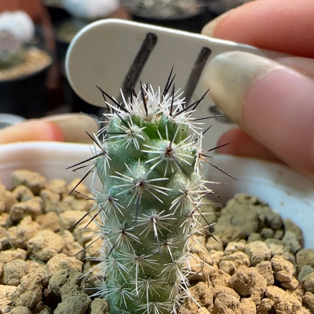 115实生马贼多肉箐桃花卉