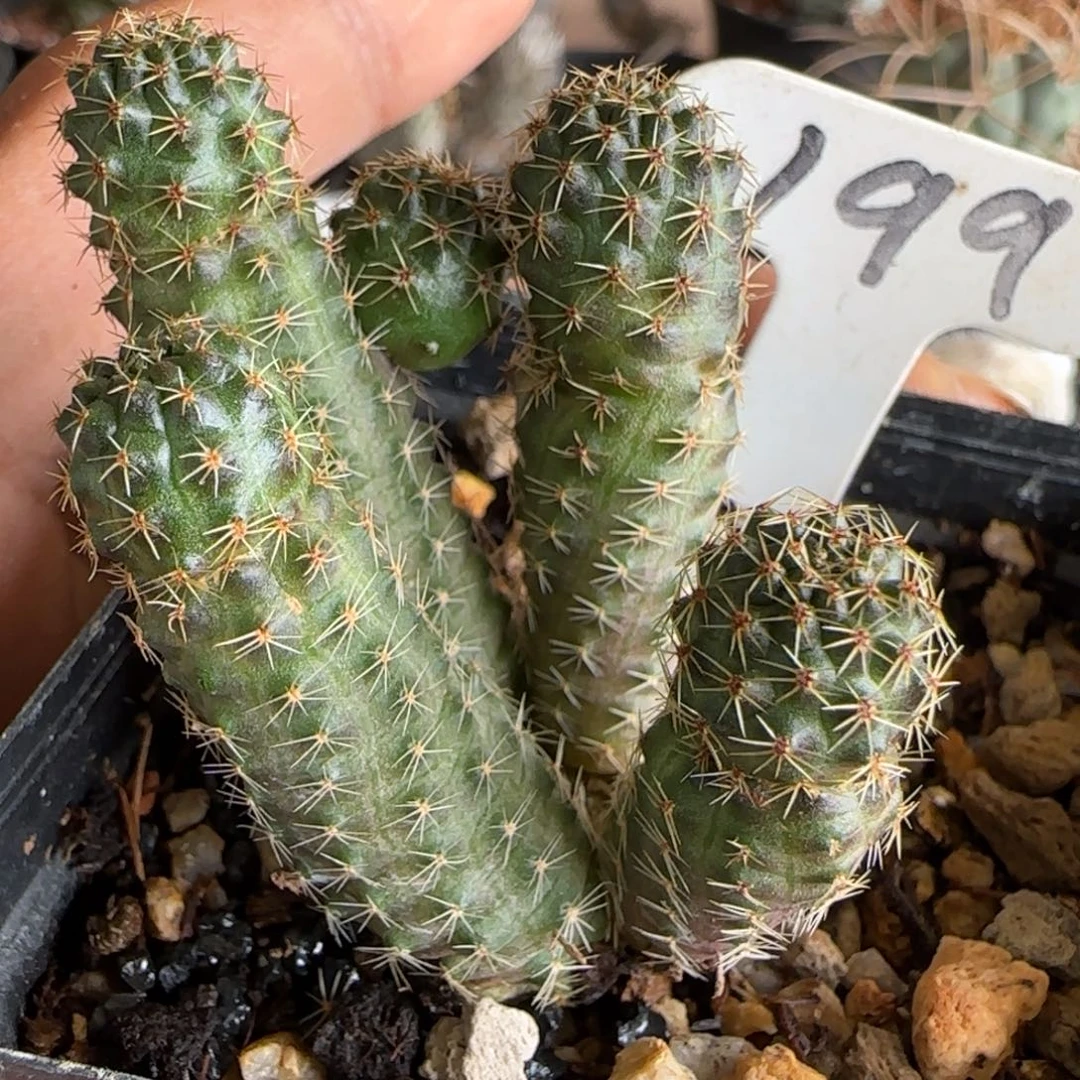 199实生群生沟宝山。多肉