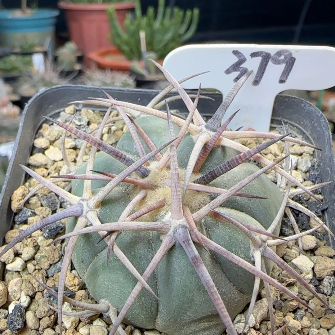 379实生平丸多肉