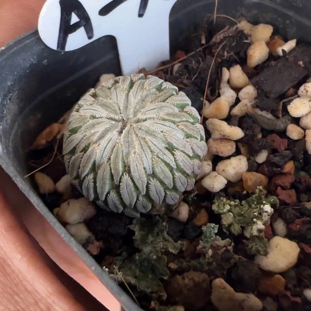 A-168侧芽自根萝卜根精巧丸。多肉