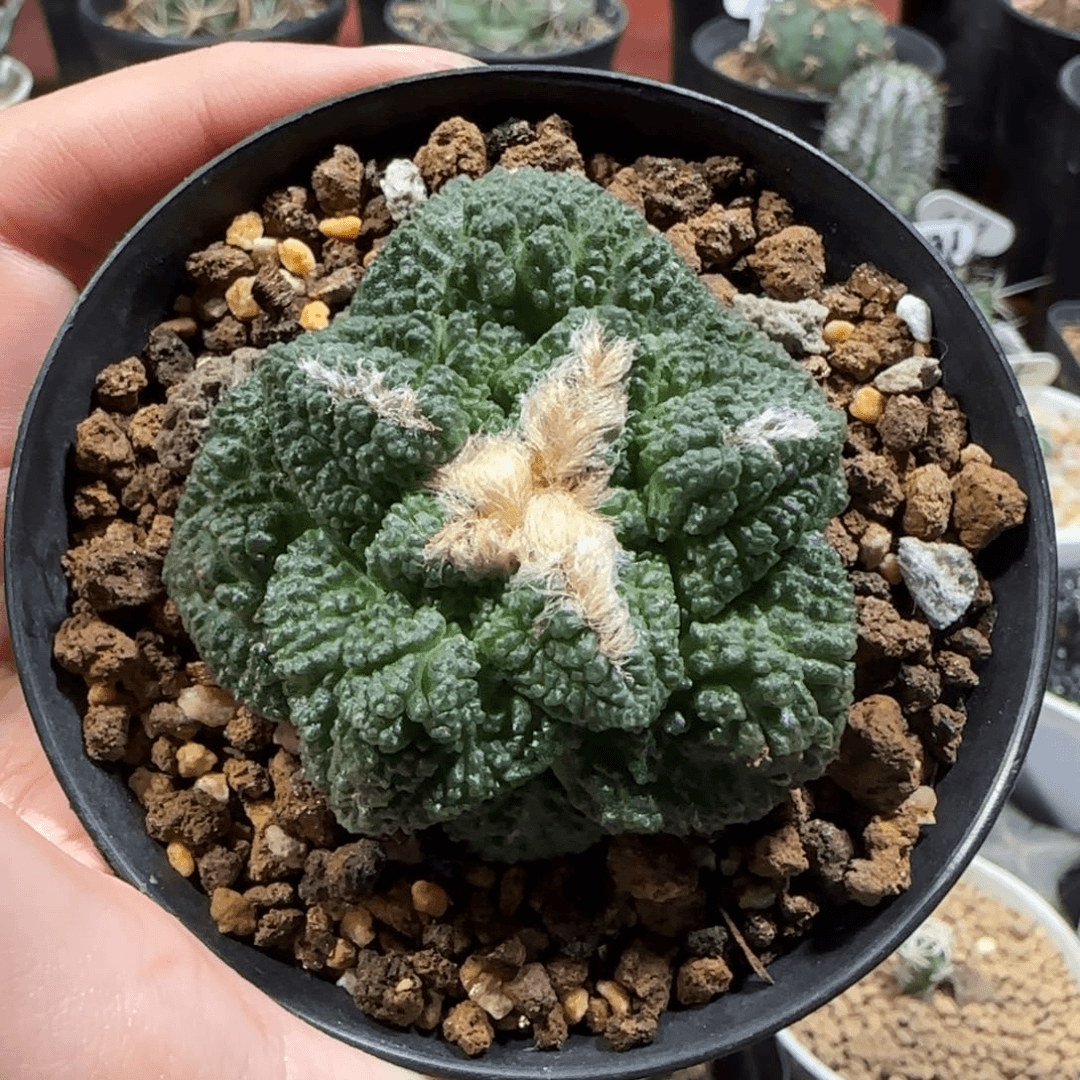 A167自根哥斯拉5厘米