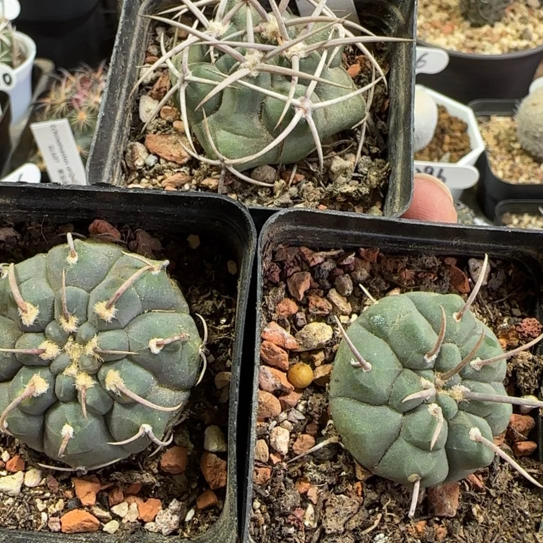 340实生碧岩玉。一本刺。春秋之壶。多肉