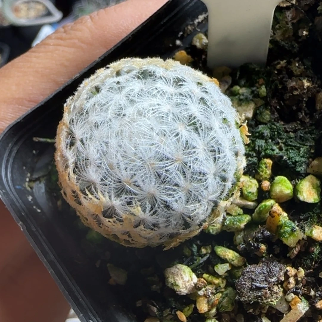 A-126实生羽姬玉。多肉