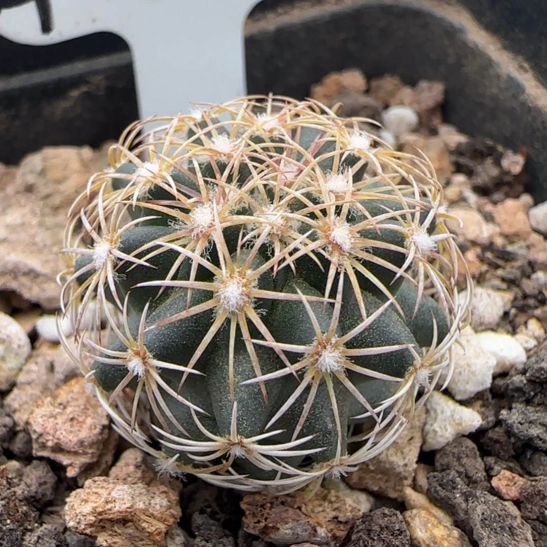 A-061实生红廉玉。多肉