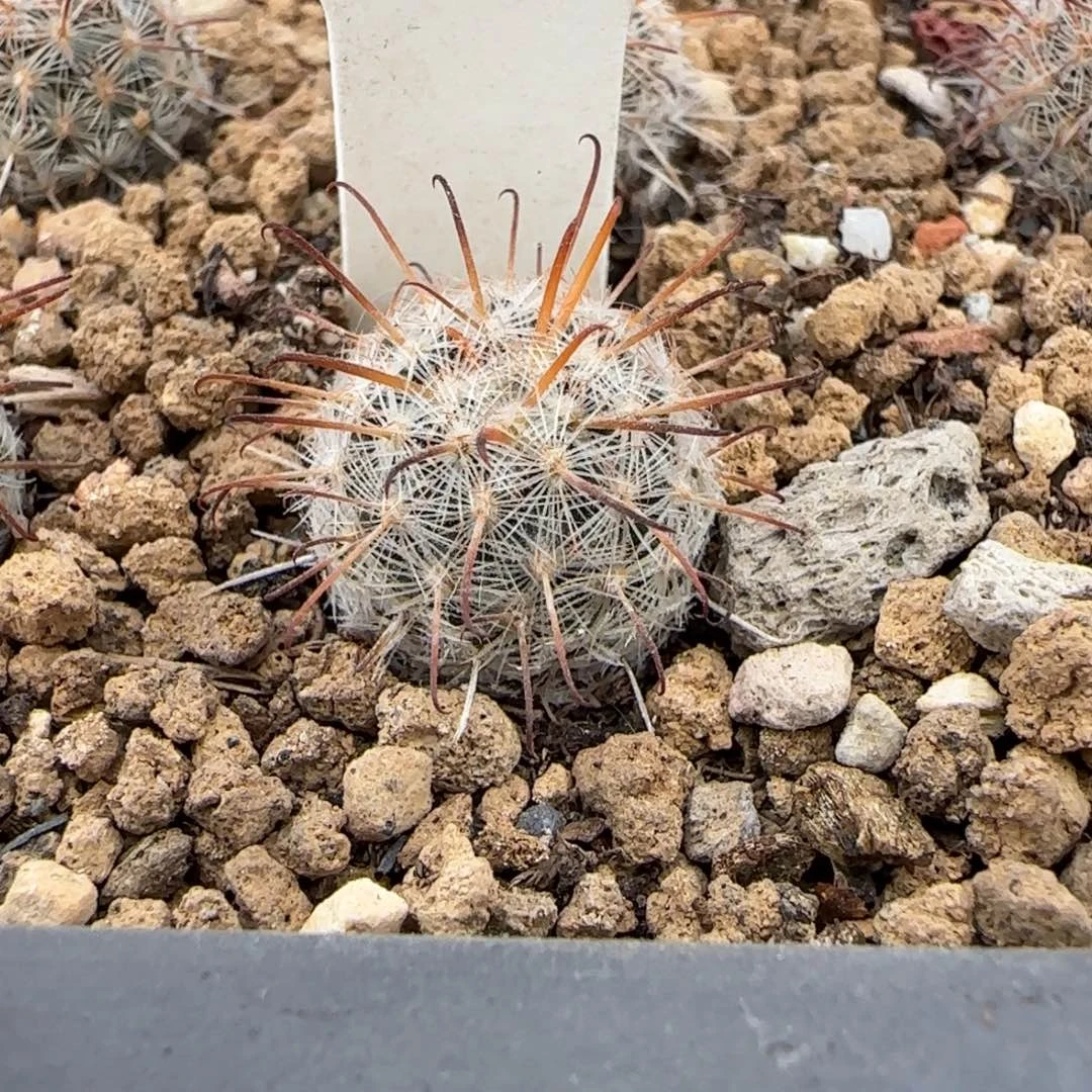 005实生苍白旗。多肉