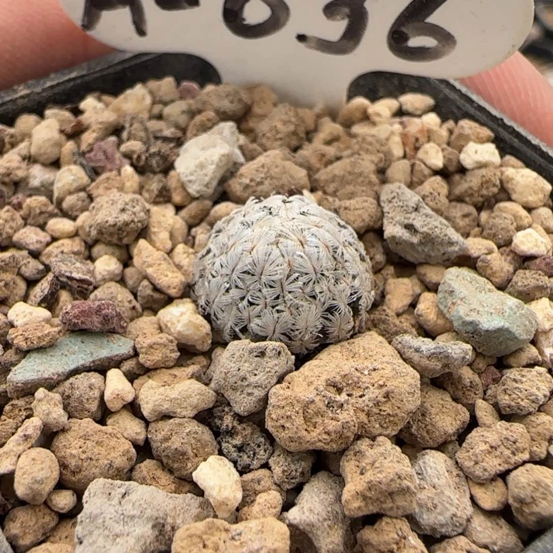 A-036实生羽毛丸。多肉