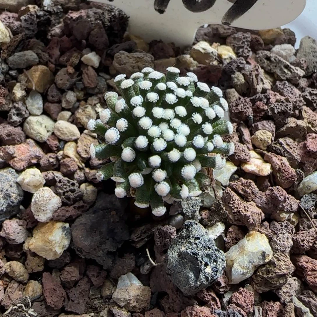 A-109侧芽自根萝卜根松针牡丹。多肉