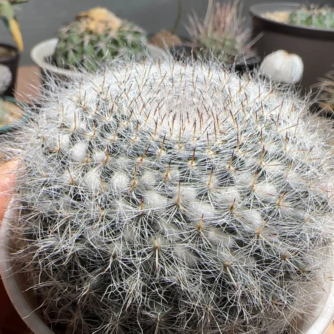 实生恋山颜多肉0000000