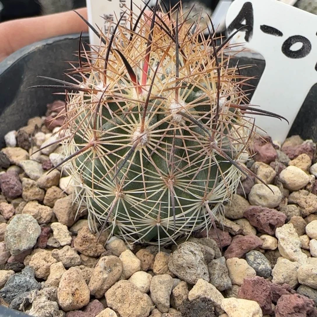 A-077实生紫宝玉。多肉