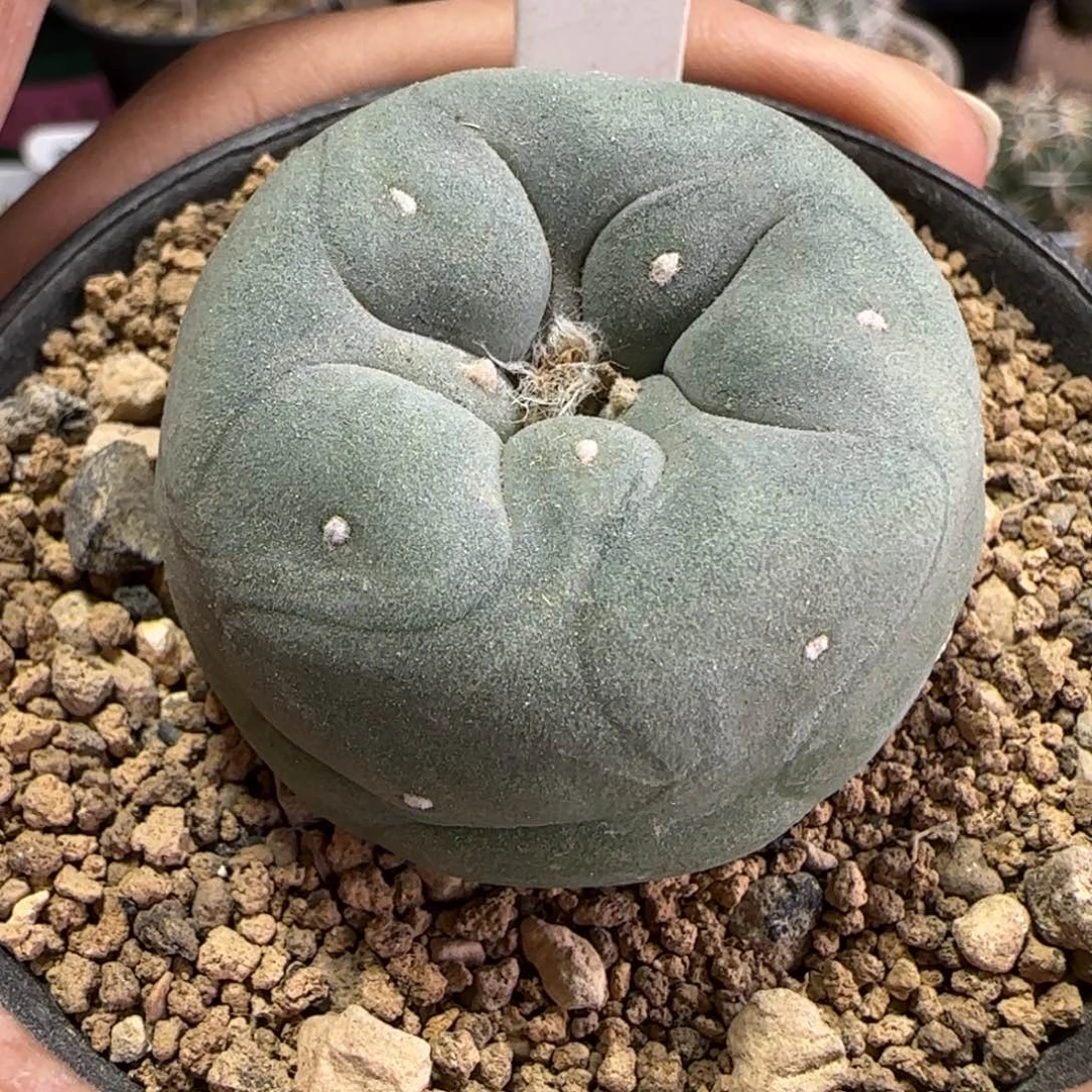 164实生奶翠。多肉