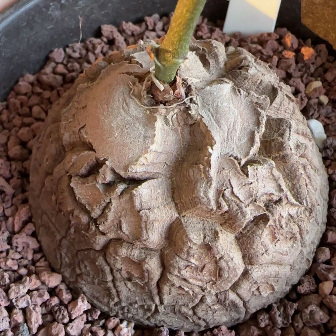 360实生南非龟甲龙。多肉5.7厘米