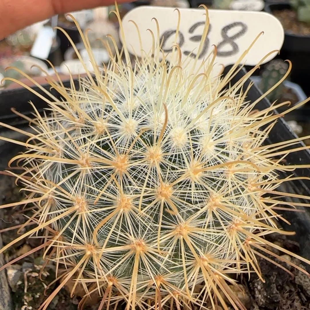 038实生菊雌童。多肉