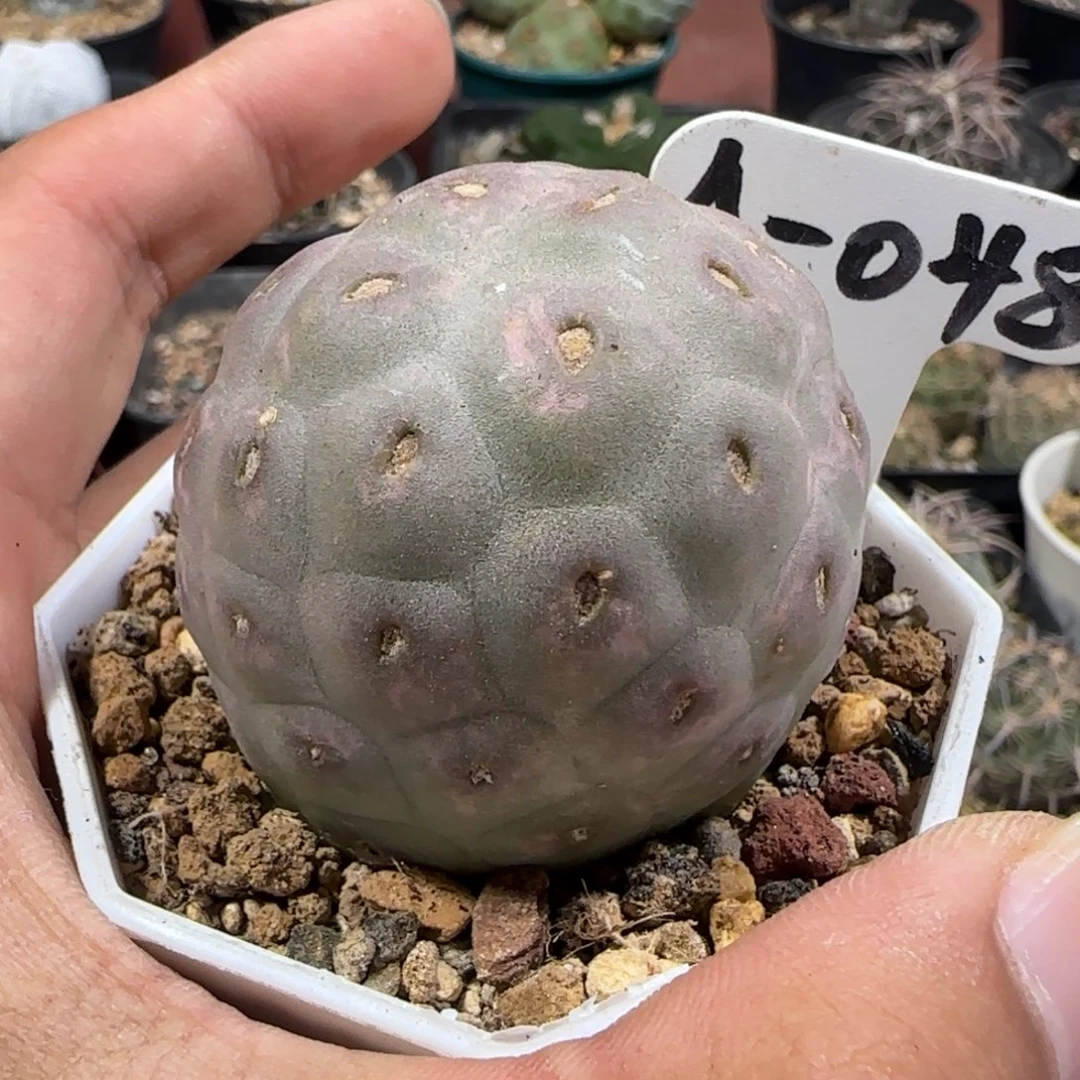 A-048自根大型足球习志野。多肉