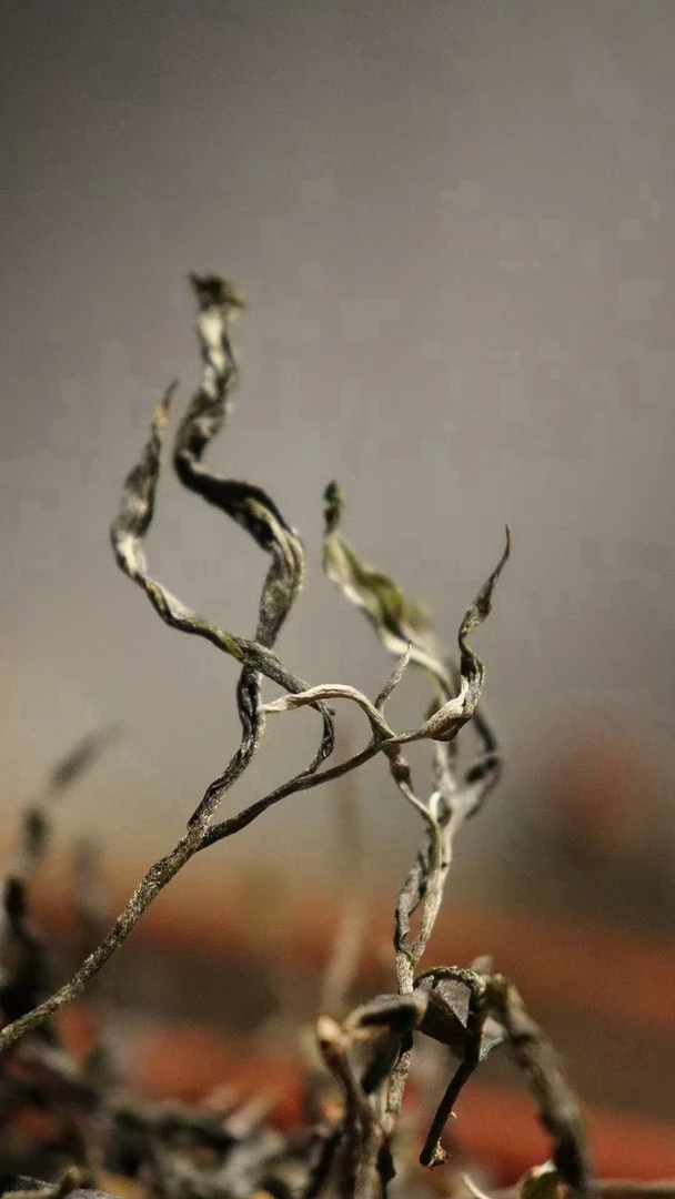 【蛊王】2024年单株高货匀堆100克种草分享