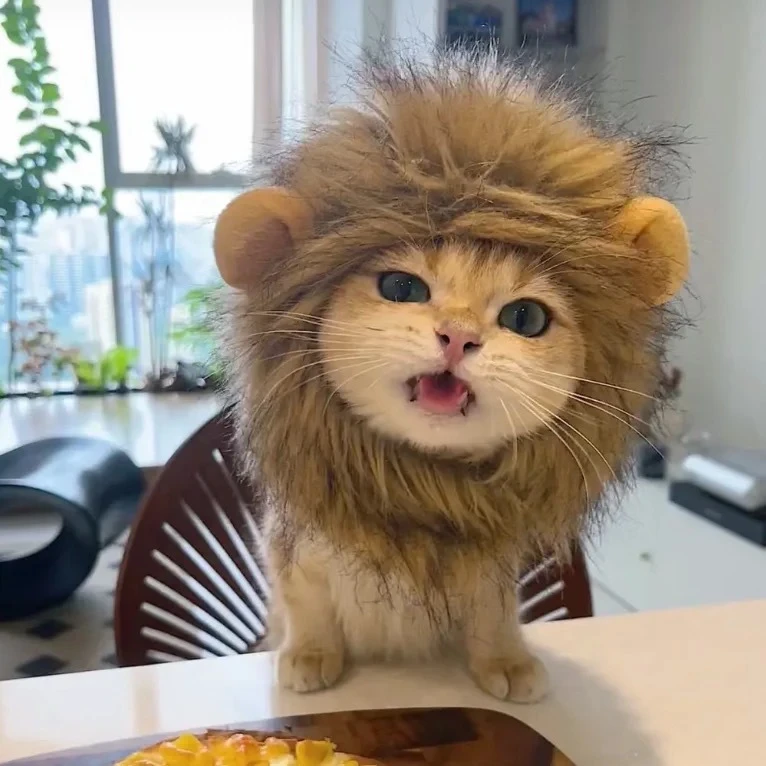 秋冬季猫咪狮子头套保暖头套八戒青蛙新年变装可爱虎年帽子头饰