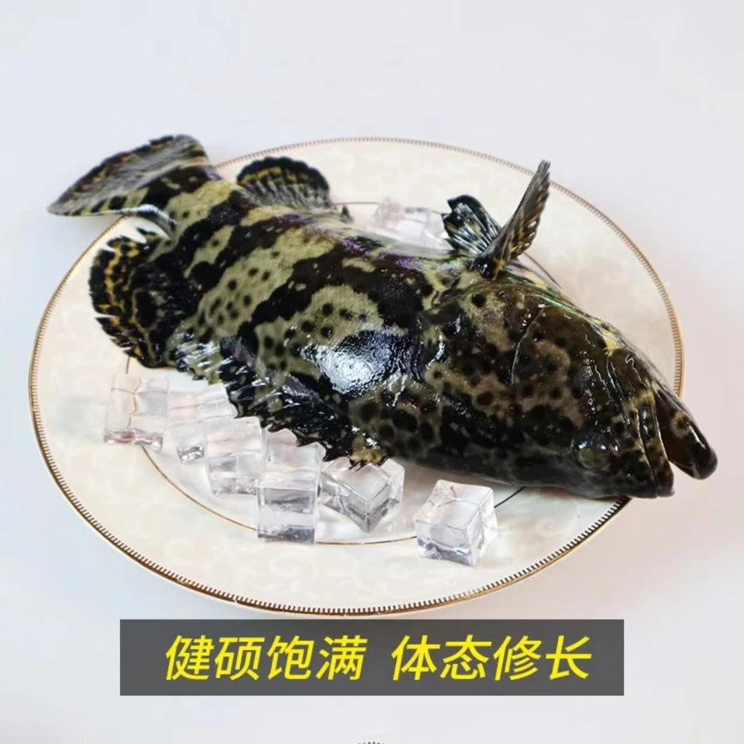 1.6斤-1.8斤/条 深海 珍珠龙胆石斑鱼 鲜活速冻锁鲜 顺丰冷链发货