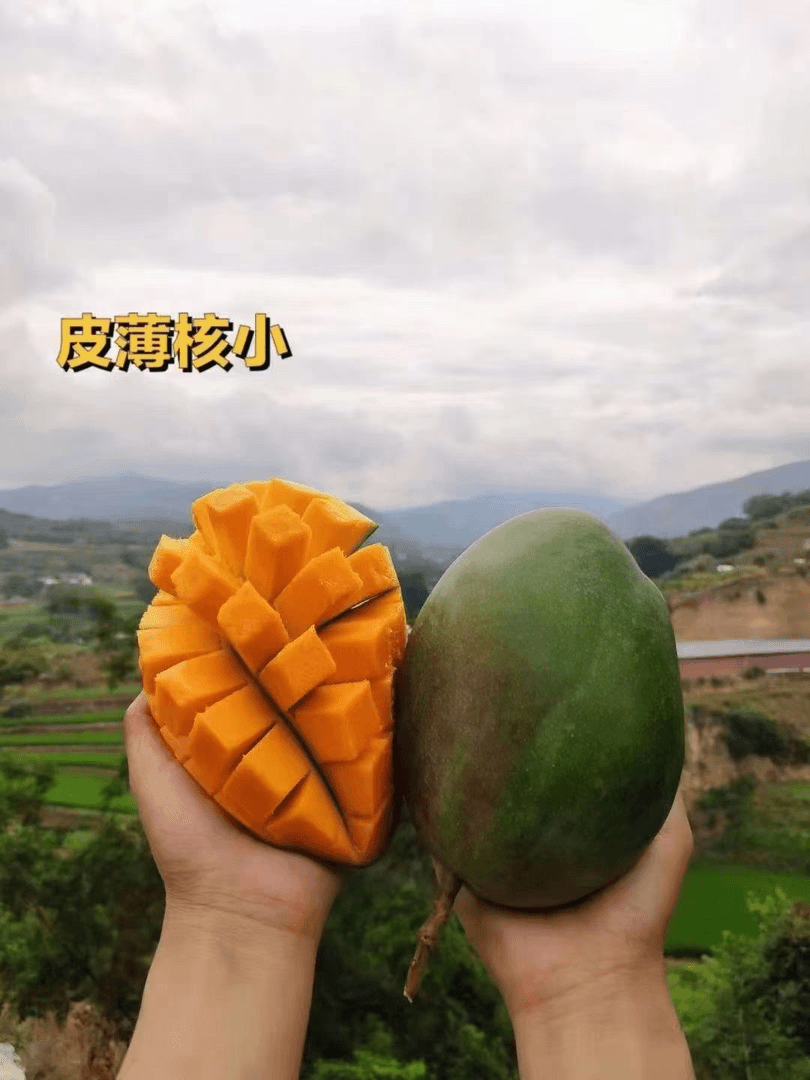 凯特芒果5斤装，来自北纬26度的味觉奇迹，果肉丝爽滑嫩，味道浓郁芳香，解芒果的馋一颗就够了