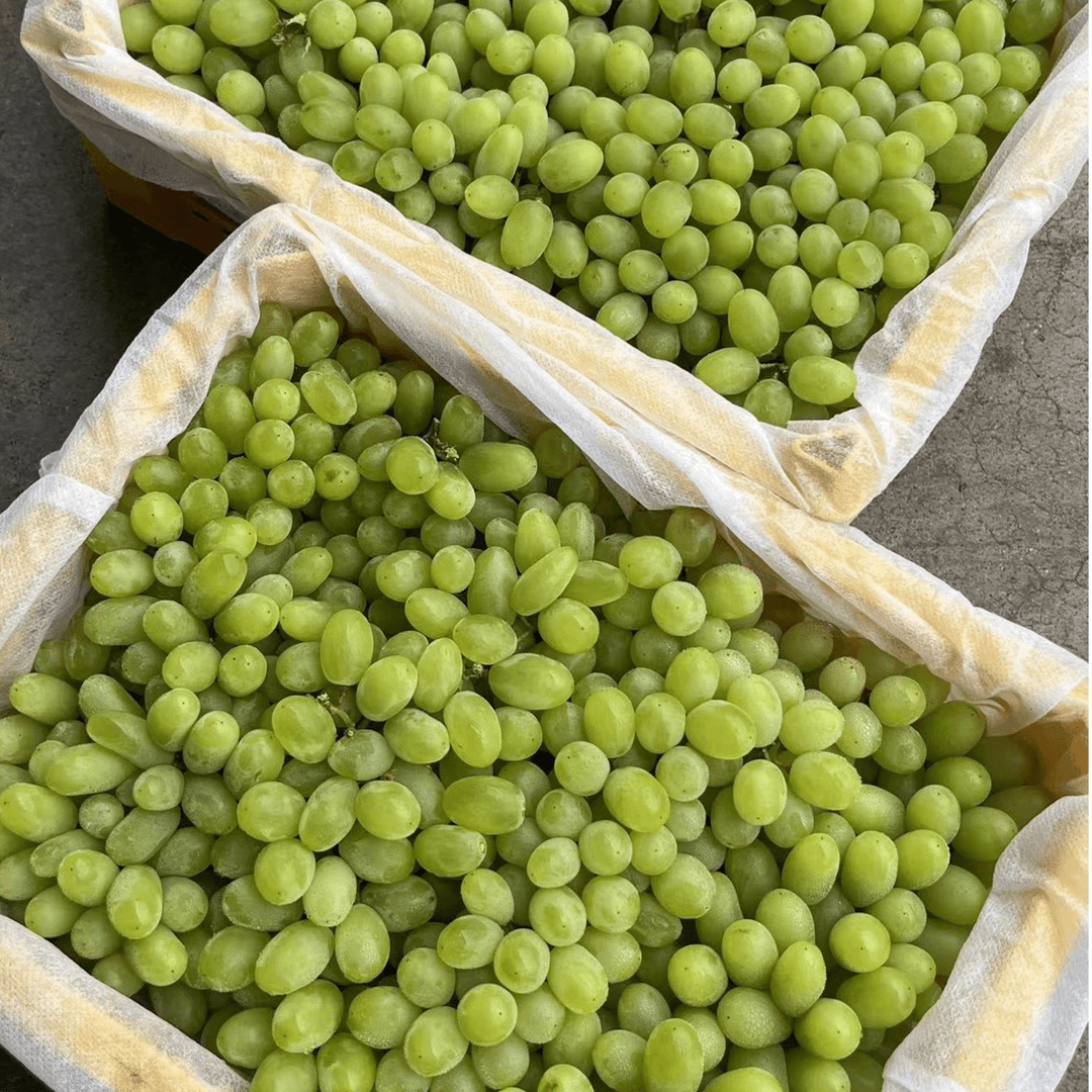 新疆无核白葡萄毛重约5斤、无籽白葡萄、脆甜多汁，一颗颗就像吃小糖豆一样、颜值一流、口感一流、完美无缺、耐储存
