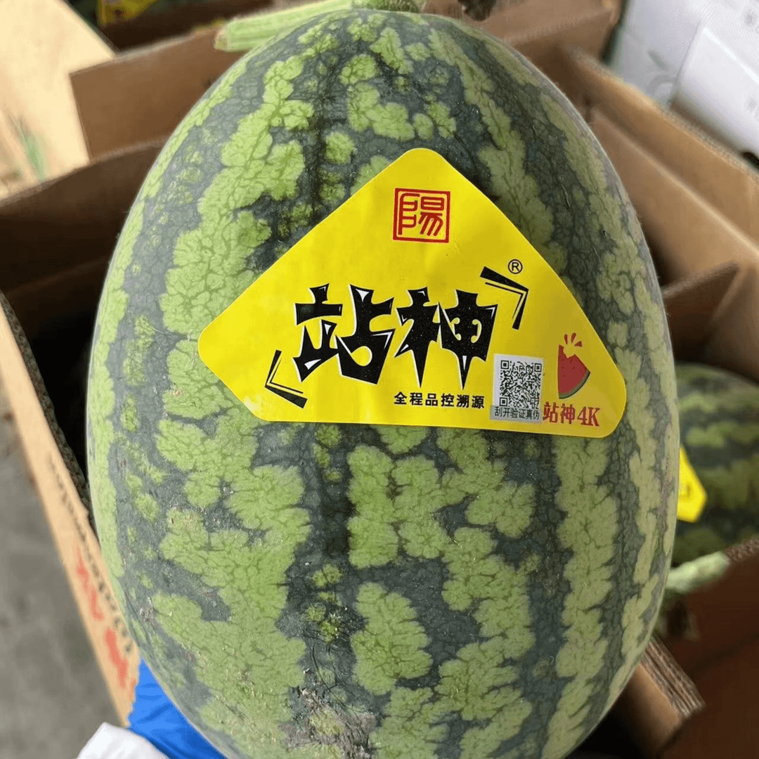 站神4K西瓜一个7到8斤超市经常都是卖一百多一颗，爆甜、爆酥脆，西瓜界的王牌扛把子站神甘美4K推荐