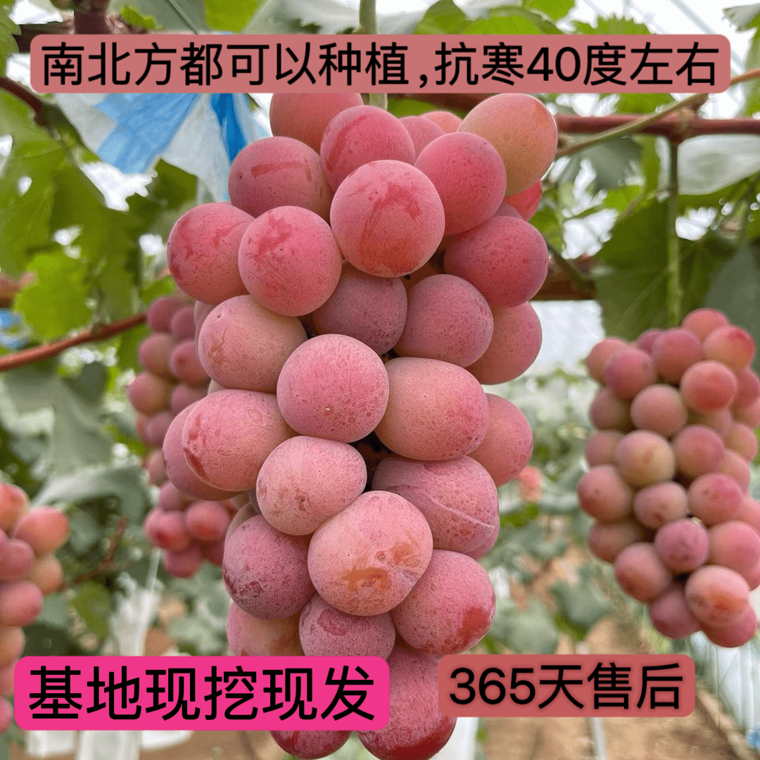 盆栽地栽铁线莲类（南北方都可以种植，抗寒）
