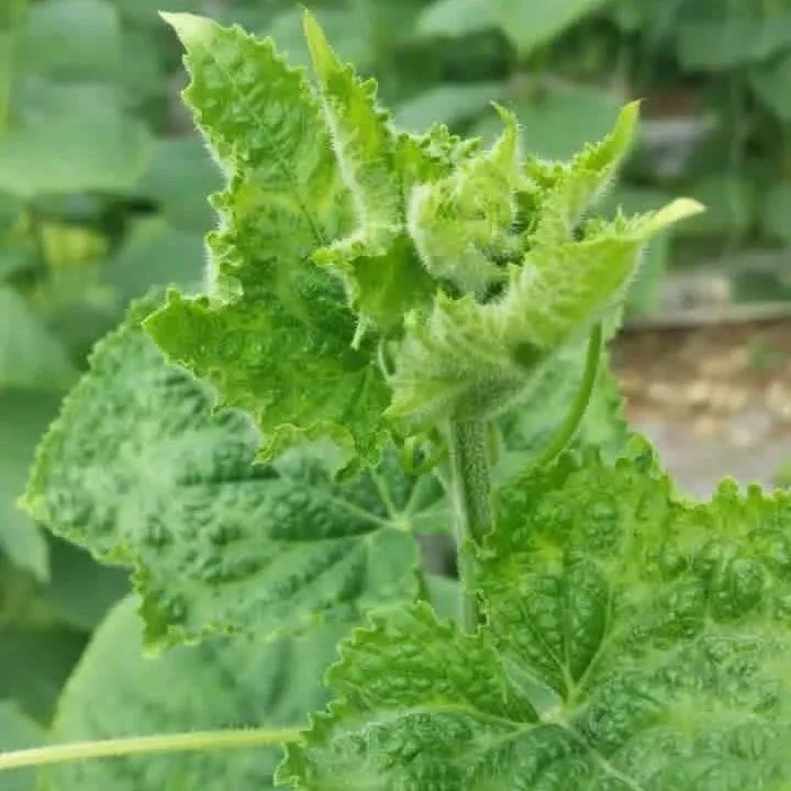 预防病毒绿叶增产保花保果膨果上色缓解药害