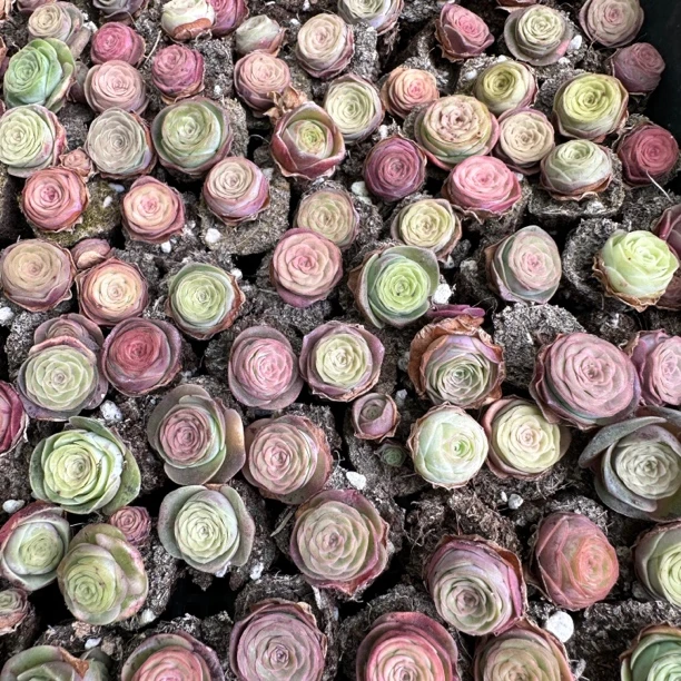 30颗玫瑰1厘米左右，多肉植物套餐组合，夏天休眠不可以浇水