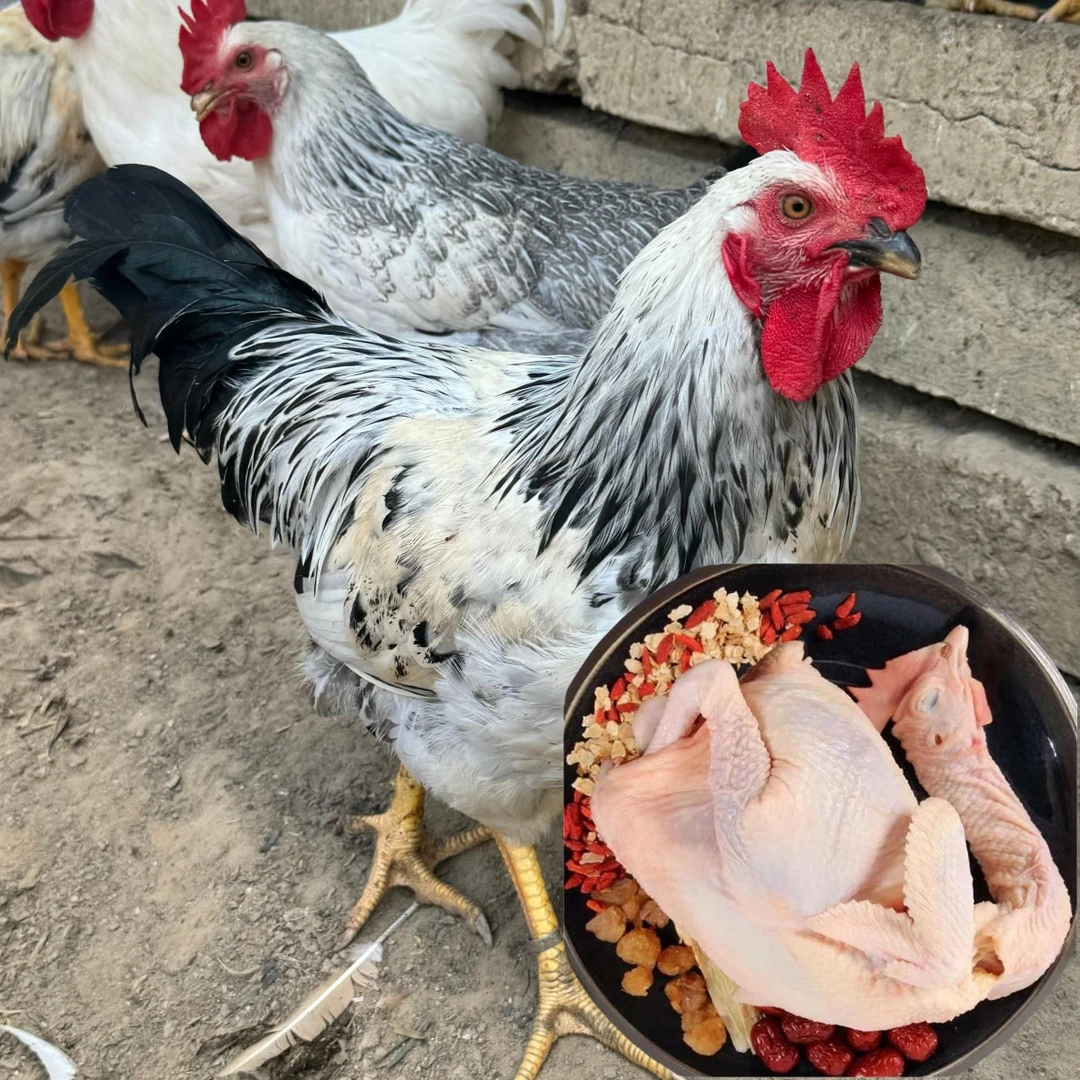 3只稻花公鸡 山林散养4个月 黑白花公 肉质鲜美生鲜鸡 顺丰包邮