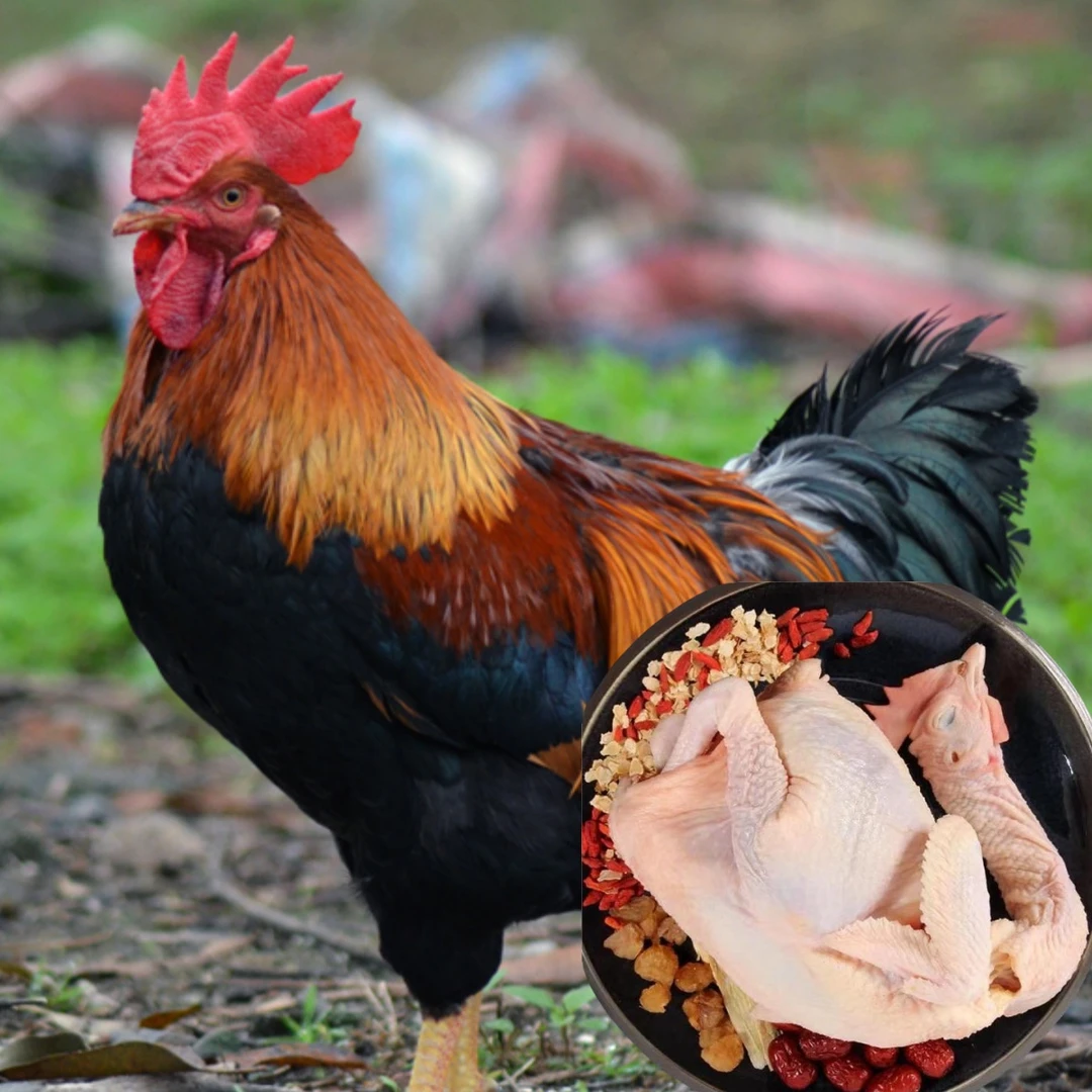 2只清远凤公鸡 山林散养7个月 红毛公 肉质鲜美生鲜鸡 顺丰包邮