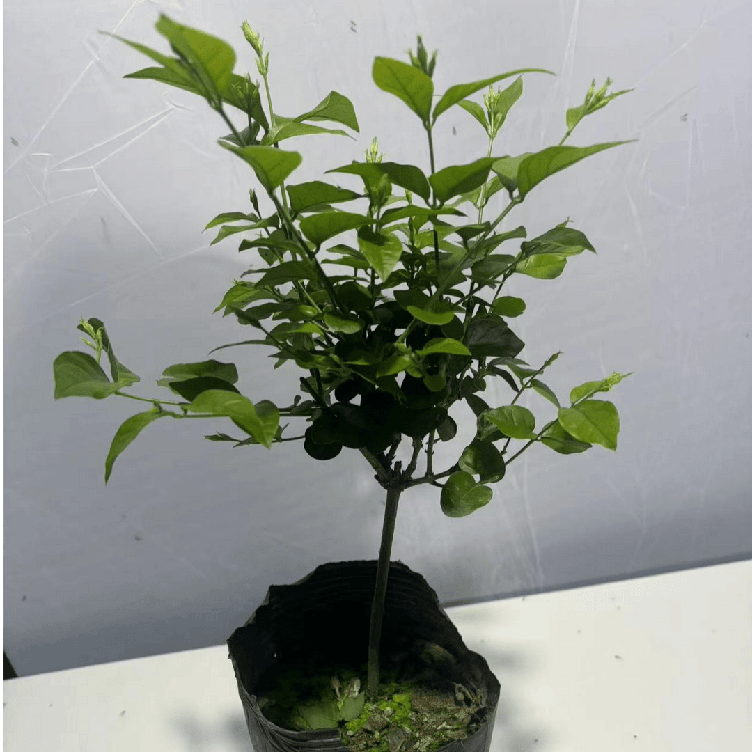 笔尖茉莉   直播间一物一拍