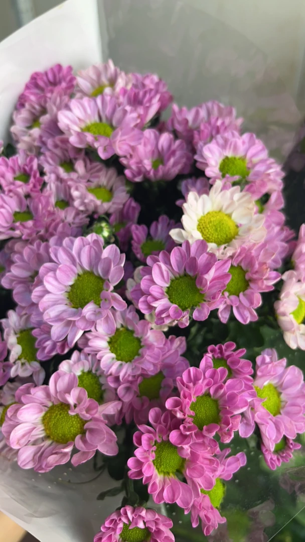 小菊纯心任意两单包邮