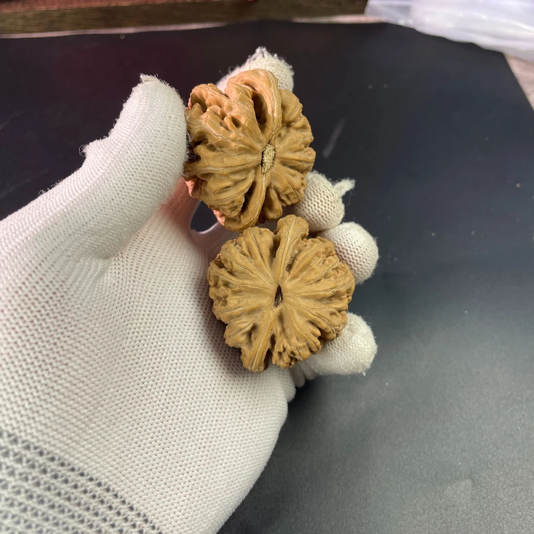 核桃专拍直播专用（平时请勿拍）