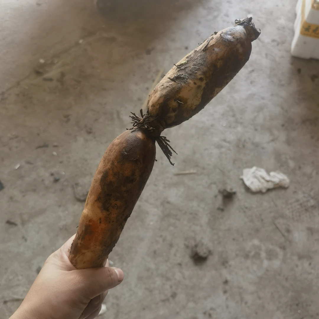 煲汤小藕 包粉 每节4两以下