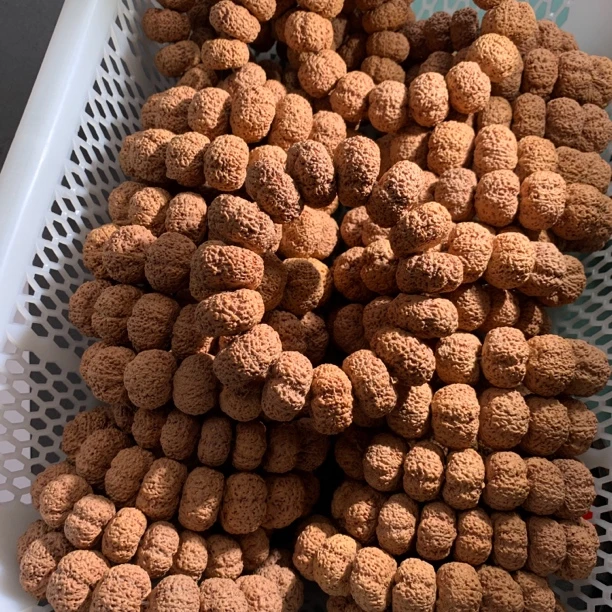 「板王菠萝蜜」尼泊尔大金刚夹板菠萝蜜蜂王高端毕业