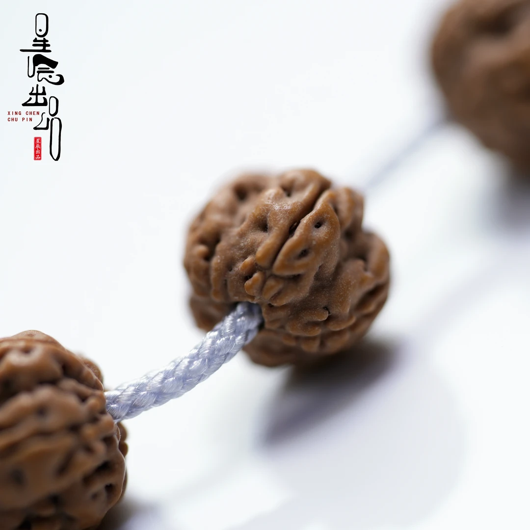 《老树梅花》活动新籽精选无黄非嫁接小金刚菩提