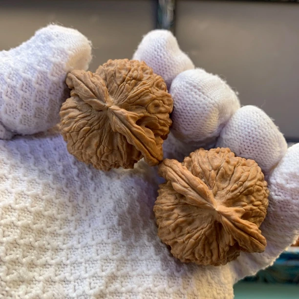 狮子头山地果未打药头茬全品货头