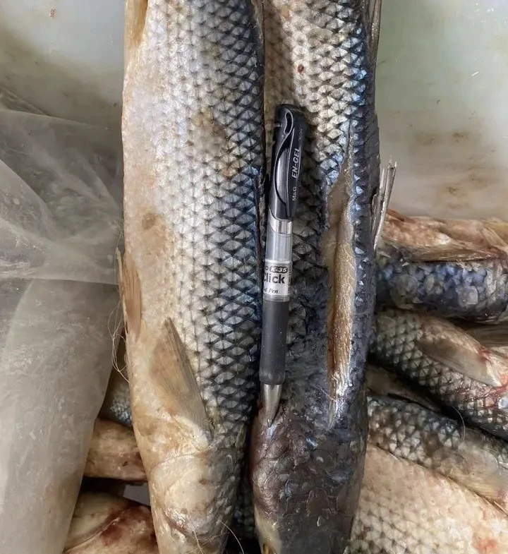 渤海湾海梭鱼4.8～5.2斤