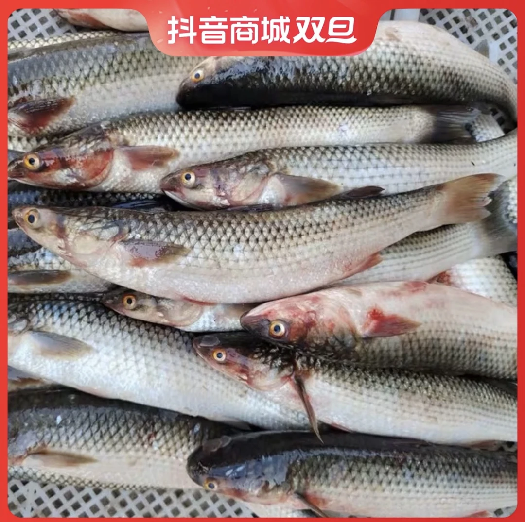 山东发货海梭鱼5斤左右