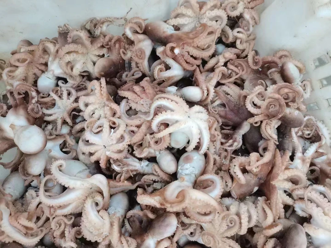 渤海湾野生八爪鱼3