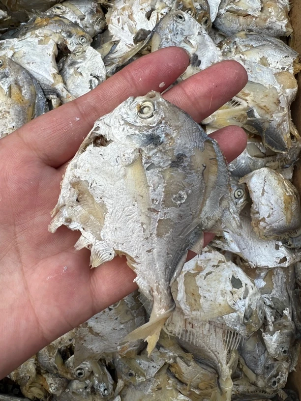 白鲳鱼也叫国宝鱼3斤