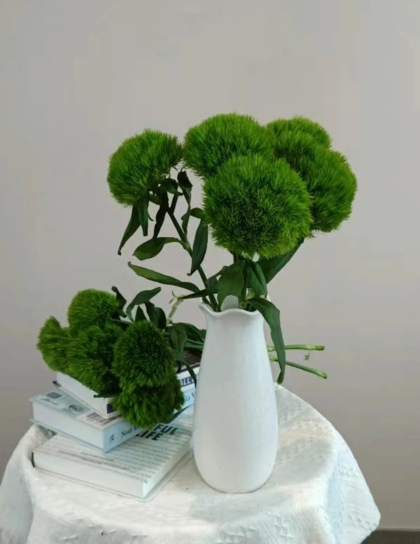 绿毛球 云南昆明发货