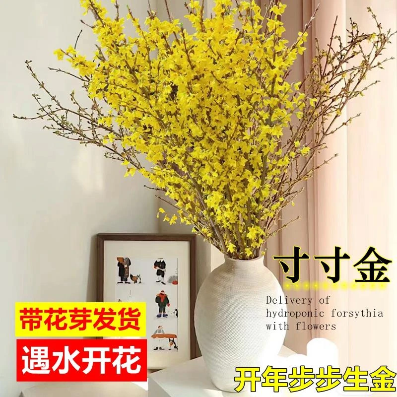 连翘干枝寸寸金鲜花盆栽水培植物鲜切年宵花卉室内耐寒买好吉祥