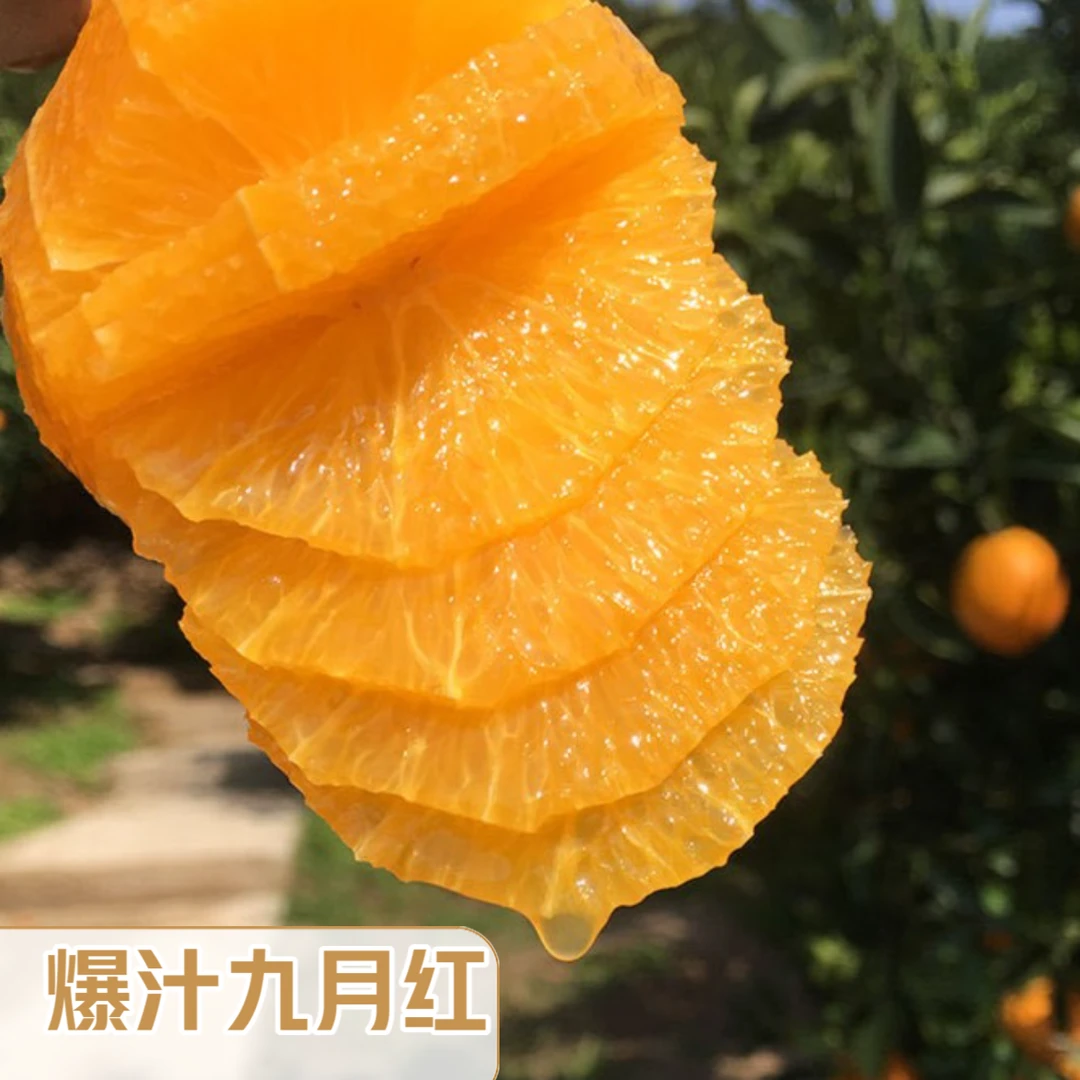 湖北秭归秋橙九月红产地直发9-3斤天然种植水充足饱满现摘现发