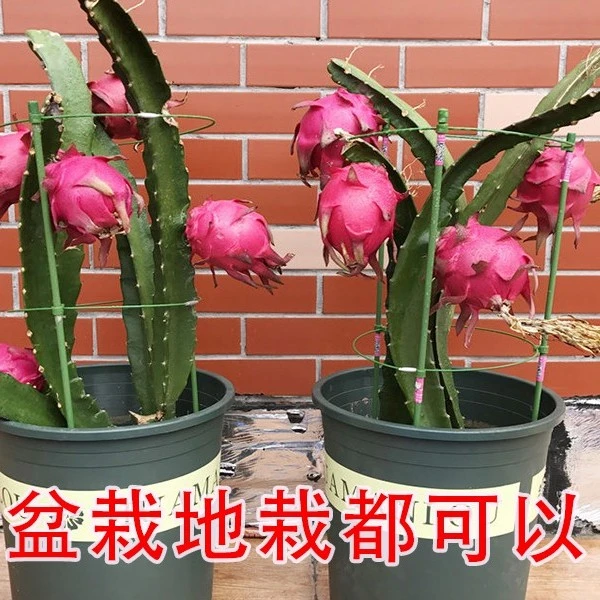 红心火龙果苗四季南北种植红白黄肉盆栽地栽阳台当年结果苗带根