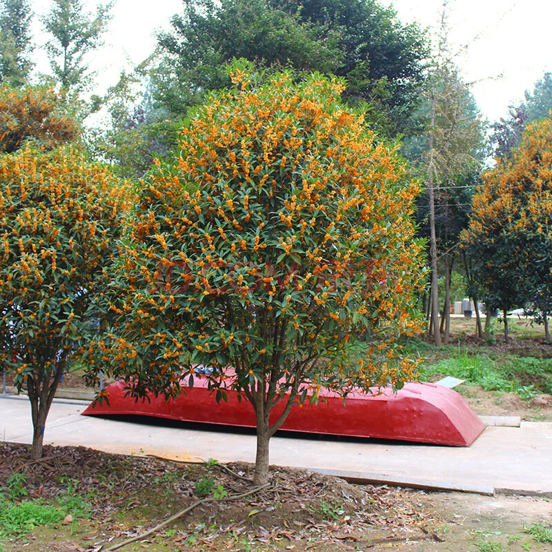 桂花树苗四季桂浓香花卉正宗原生庭院别墅耐寒金桂丹桂盆栽地栽