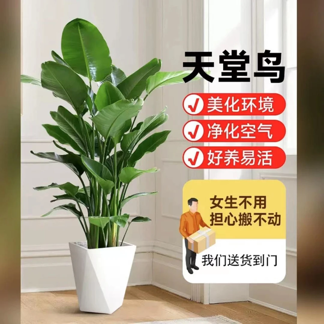 【 巨无霸椿山】1.71~1.8米室内绿植盆栽客厅办公室好养植物滑轮