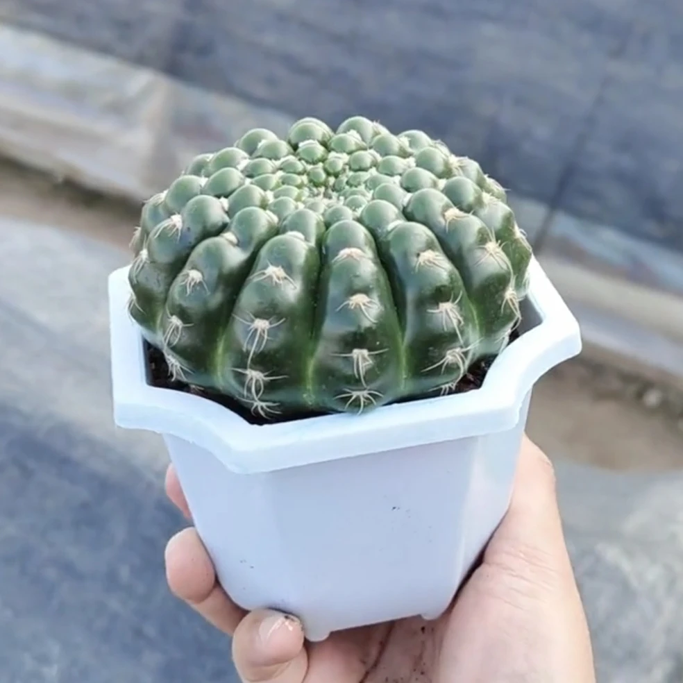 实生眩美玉仙人球室内室外都好养球体美观夏天冬天都好养