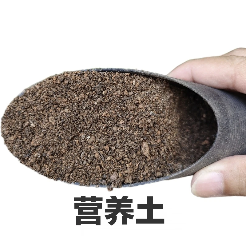 仙人球专用营养土(自家基地种植同款/养份充足无需额外施肥)