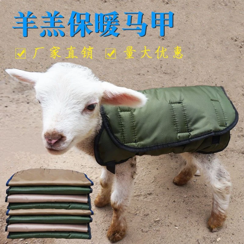 羔羊保暖马甲新生小羊羔保温服防水防寒防病公母通用护胃裹肚养殖