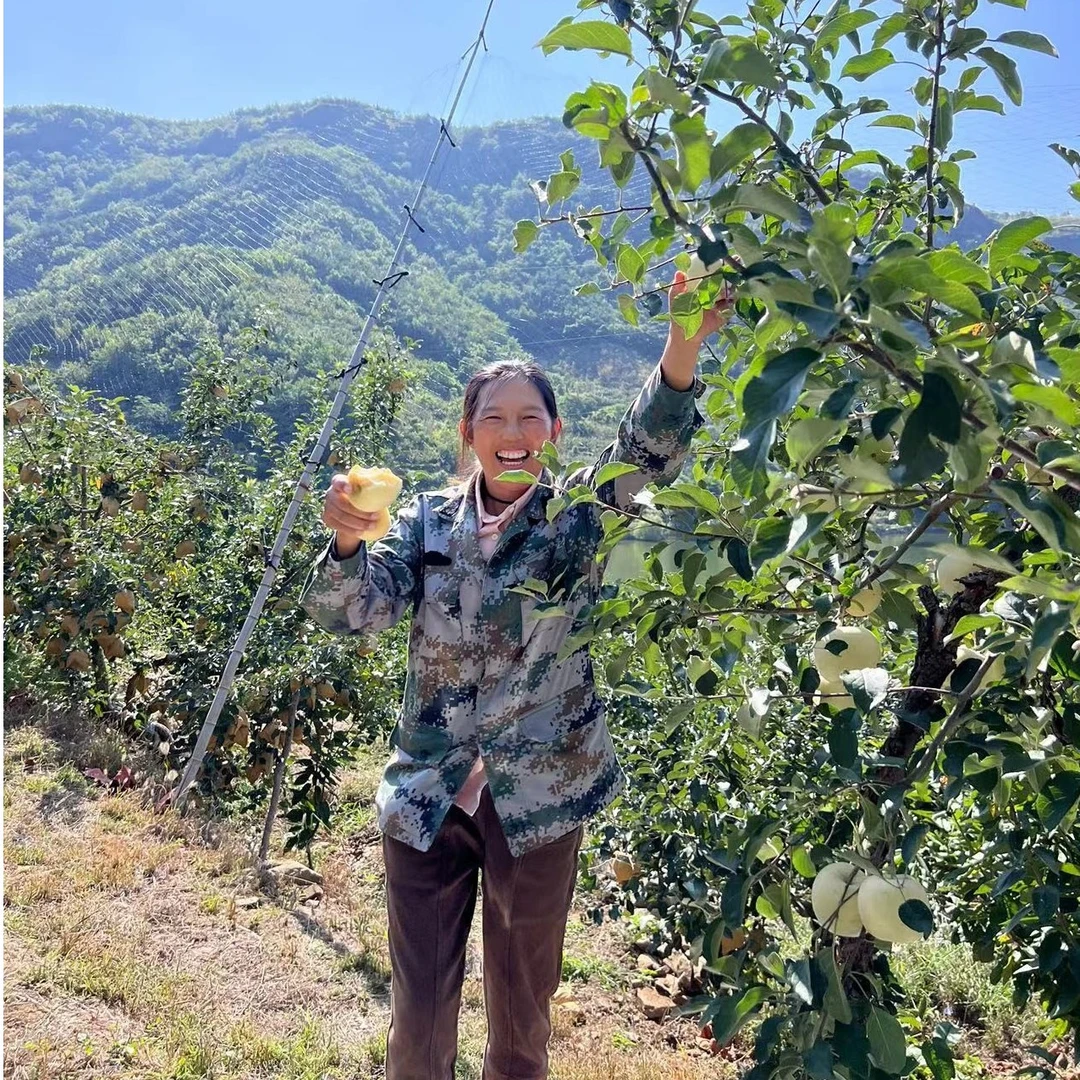 正宗烟台奶油富士苹果 烟台栖霞苹果脆甜多汁现摘现发4.5斤/8.5斤