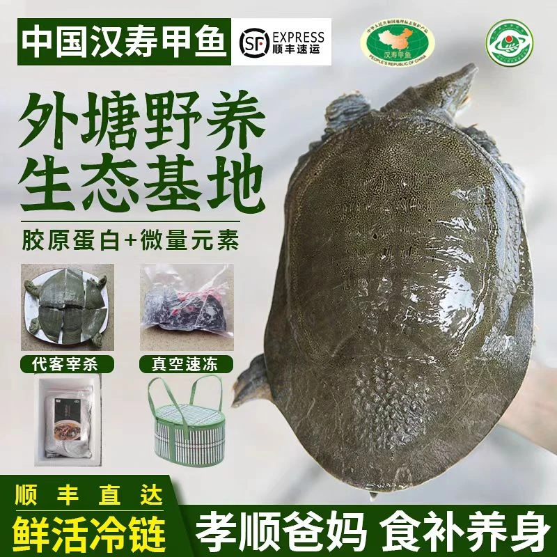 瑶瑶姐专属2只外塘稻田鳖生态团鱼青背水鱼生猛包活到家2-2.5斤